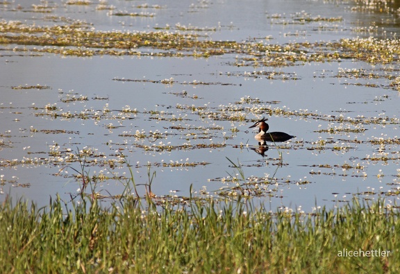 Haubentaucher (Podiceps cristatus)